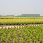 buxus, landschap, qualm, boomkwekerij