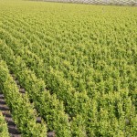 Qualm, Buxus